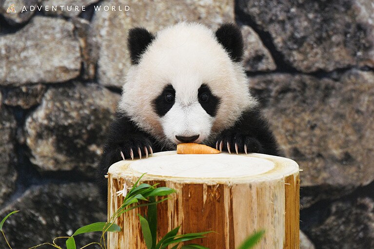 遊具の上にニンジンを発見した楓浜。まだ173日齢のときで食べられず、おもちゃになったそう。