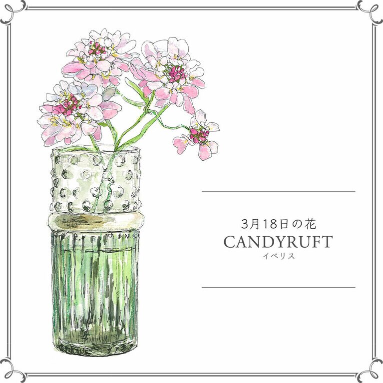 3月18日の花「イベリス」