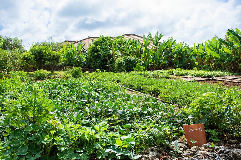 冬の畑は、たくさんの命草で思いのほか賑やか。
