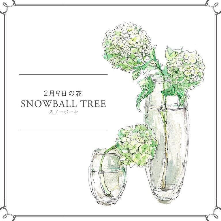 2月9日の花「スノーボール」