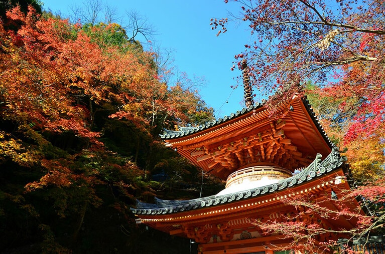 牛滝山 大威徳寺の紅葉。