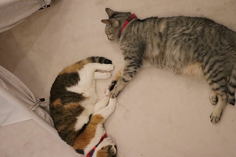 ミーとぐー メス 19歳と7歳。12歳差はあるけれど、まあまあ仲良し（miandgu	さん）。