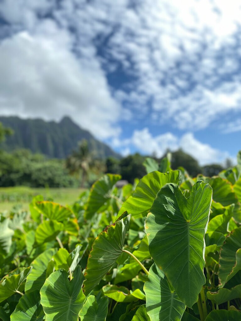 クアロア・ランチで栽培されているタロイモ。青々とした水田が目の前に広がっています。