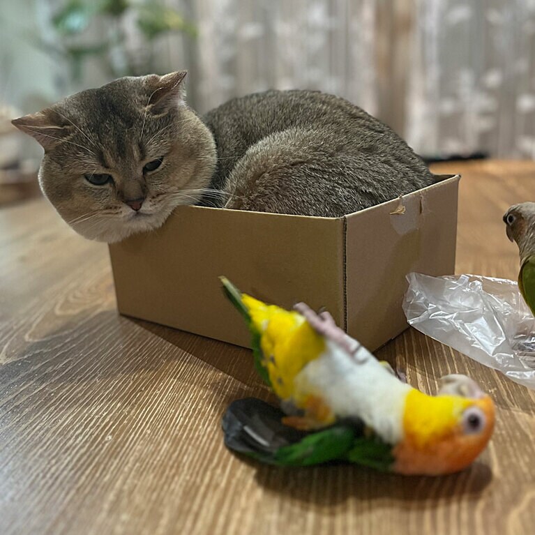 お腹を見せても全然怖くない！