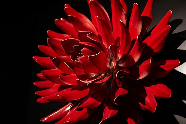 シンボルのダリア。