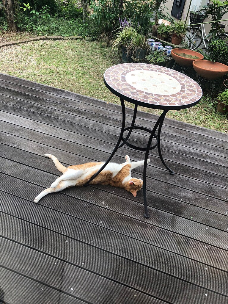 ココちゃん ♀ 8歳。ひねり猫です。これが1番リラックス。