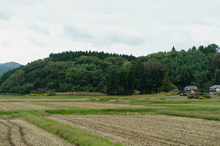 のどかな景色のなかにトキ(写真右側の白い点、小さいです……)を発見。