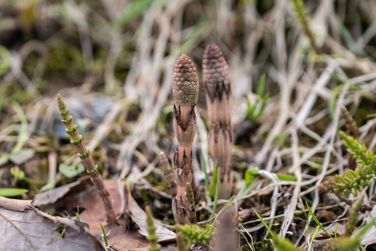 「このくらい伸びちゃうとアクが強いので使いません。つくしは顔を出したばかりのものを収穫して、和え物や酢の物、佃煮にしています」