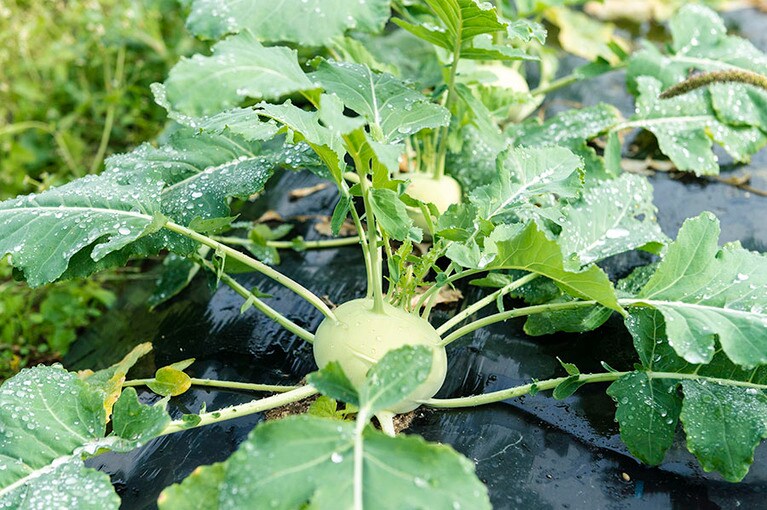 扱う洋野菜も増え、レストランからの引き合いも多い。こちらはコールラビ。