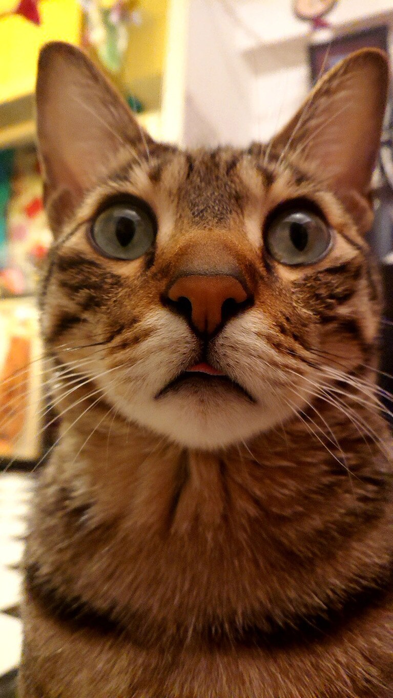 RABO ♂ 4歳。舌のしまい忘れを目撃するとテンションがあがり、写真を撮る事まで辿り着けると更にあがります。