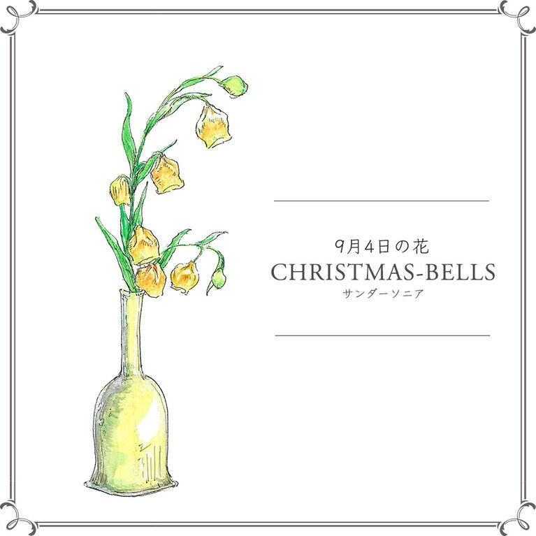 9月4日の花「サンダーソニア」