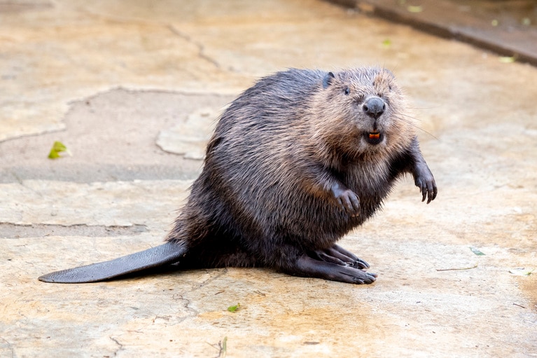 自然と目がいくオレンジ色の歯。