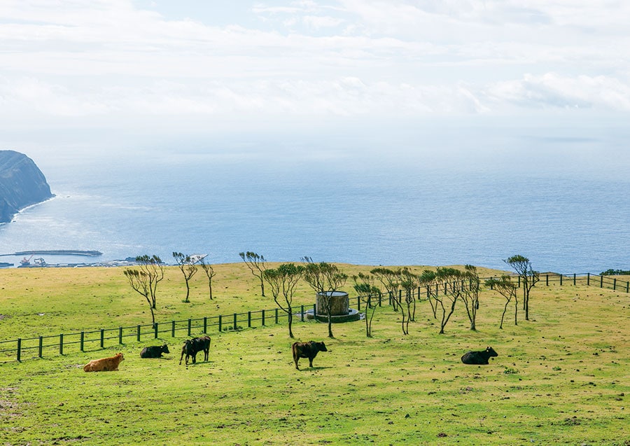 八丈富士の中腹から、海、空、山が一望できる「ふれあい牧場」。牛たちの姿にほっこり。