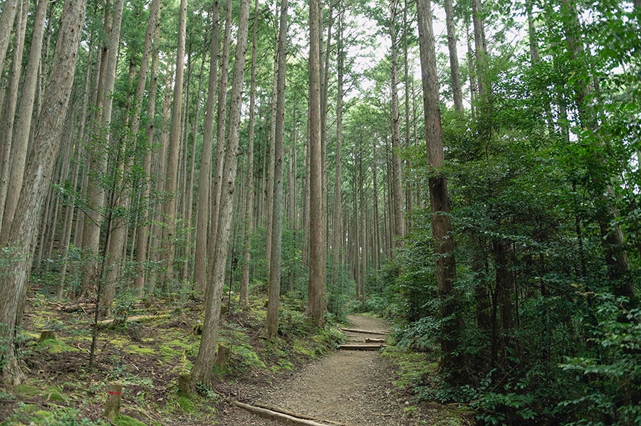 中世には、「蟻の熊野詣」といわれるほど多くの参詣者が列をなして歩いた熊野古道。