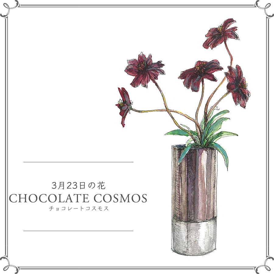 3月23日の花「チョコレートコスモス」