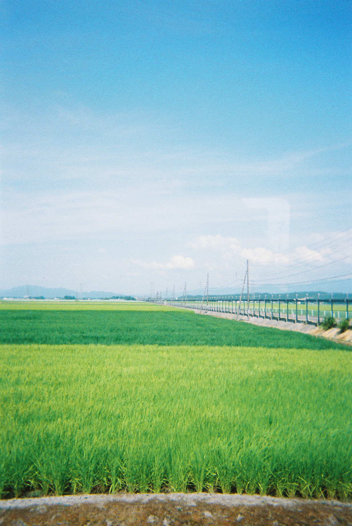 こんなに一面に広がる田んぼを私はこれまでに見たことないんじゃないかと思った。これが米どころってヤツか！！
