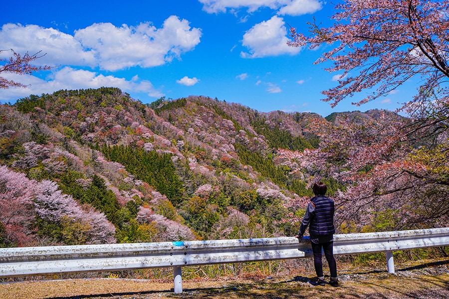 相津峠の山桜。