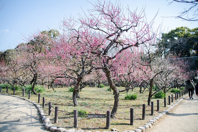 大阪城公園の梅林。