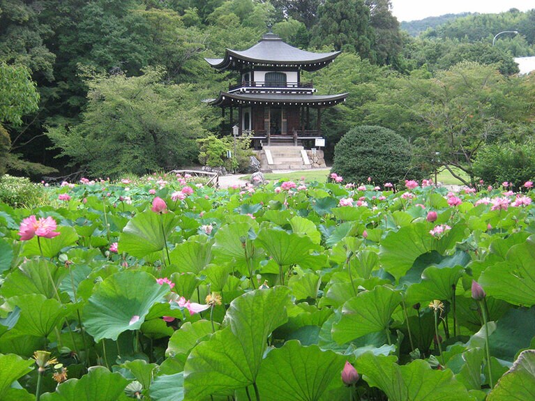 勧修寺のハス。