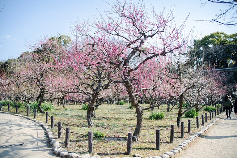 【大阪府】大阪城公園の梅林。