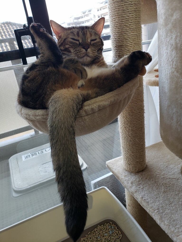 凛 ♂ 7歳。キャットベッドにすっぽりハマって、変なポーズをしていたので思わず撮影しました（エビチリさん）