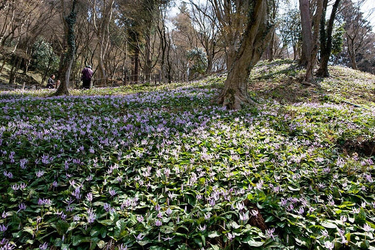 【愛知県】香嵐渓カタクリ群生。