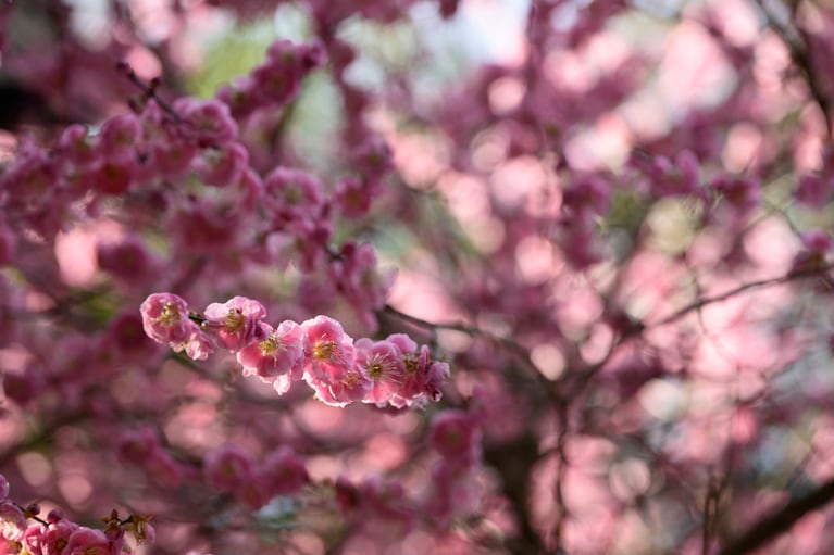 《早春の絶景散歩》紅白の梅の先には瀬戸内海、園内には古墳も！西日本随一の梅の名所「綾部山梅林」へ【兵庫県】