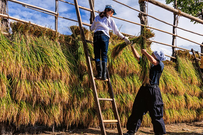 「ハイッ、取って！」　早川晃市 2023年9月23日、夏井のはざ木