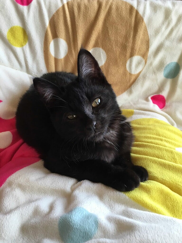 ジジ ♀ 8歳（写真は1～2歳）。里親募集で出会った黒猫ちゃん。家族として迎えて1週間も経たないくらいの時の写真です。とてもひと懐っこく、私のこたつ布団越しの膝の上でとてもリラックスした表情を見せてくれ、こちらもとても癒されました。もちろん今も変わらない存在です。