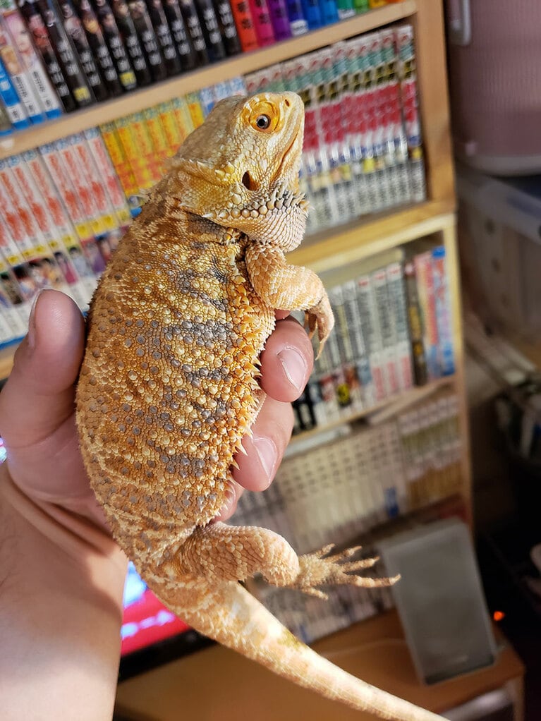 以前飼っていたという、コロンとしたフォルムがかわいらしいフトアゴヒゲトカゲのチリちゃんです。