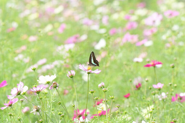 大阪市立長居植物園のコスモス。