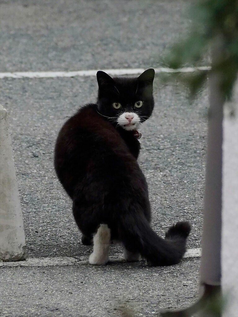 バットマンならぬバットニャン。