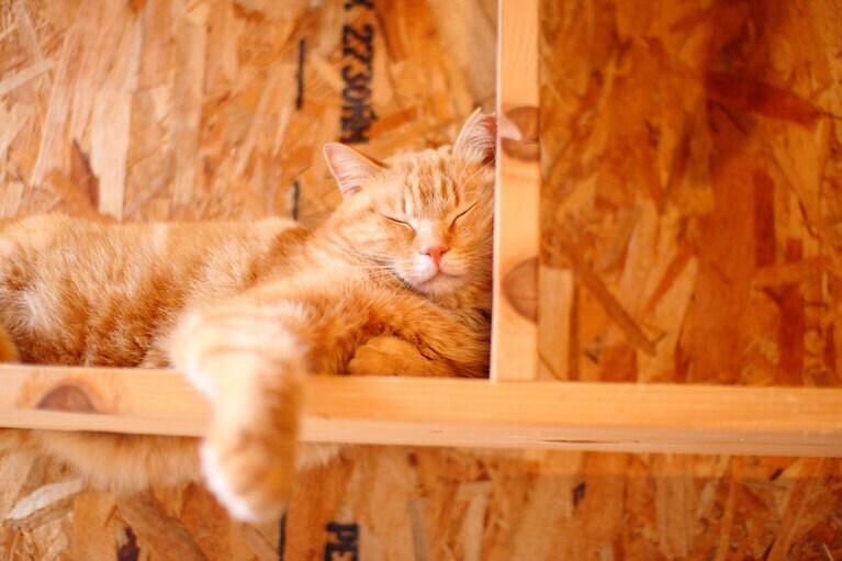 てしま旅館の保護猫たち。