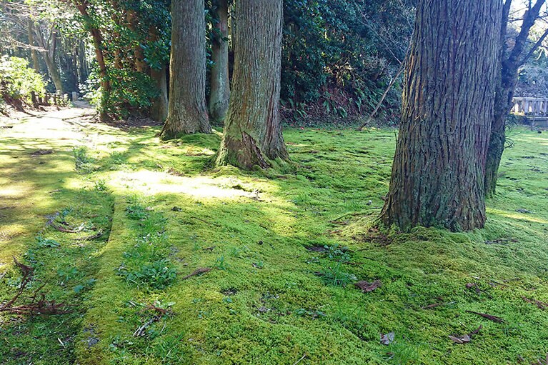 苔むした境内がとても美しい長齢寺。