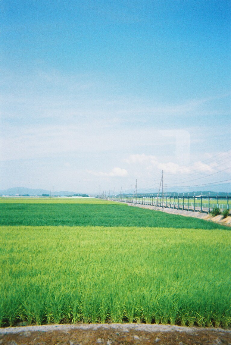 こんなに一面に広がる田んぼを私はこれまでに見たことないんじゃないかと思った。これが米どころってヤツか！！