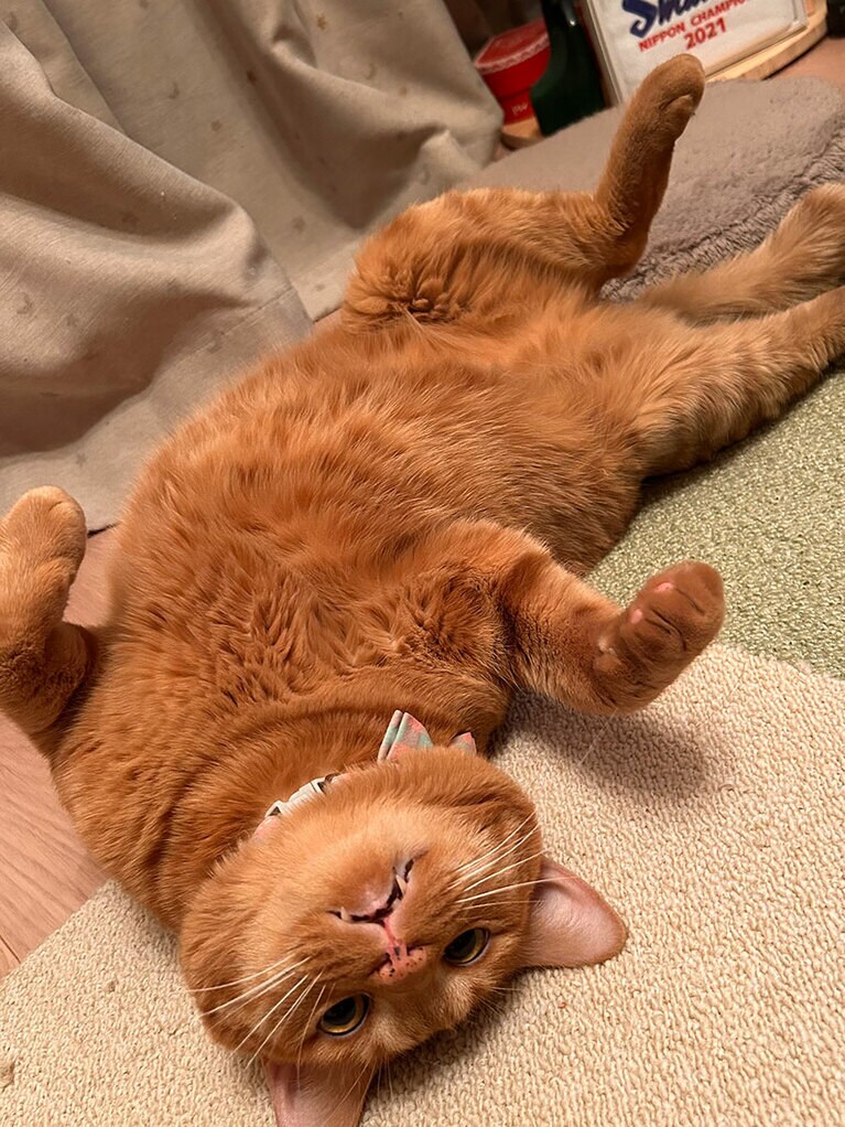 じゅり ♂ 4歳。4歳半になります。最近まるまると太って毎日ゴロゴロしてたぬきみたいなってきました😆