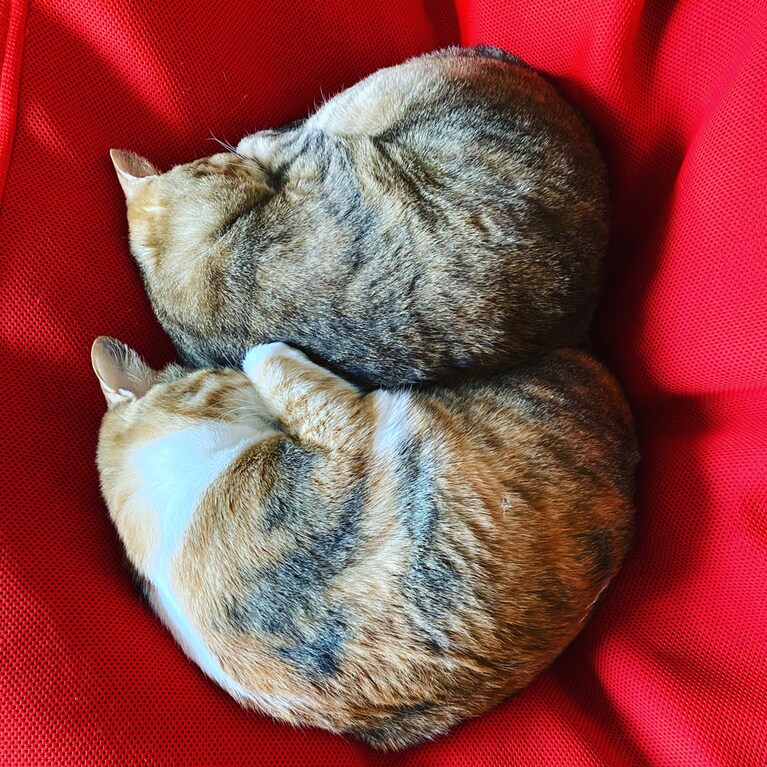 すずな(きじとら)となずな(しまみけ) ともに♀ 10歳。