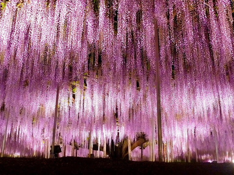 あしかがフラワーパーク「ふじのはな物語～大藤まつり2022～」。