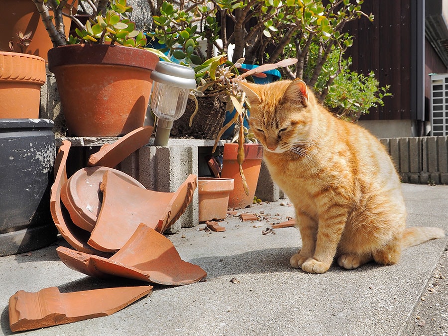 「ついつい『猫の日』だからハジけ過ぎてしまったのニャ……割ったのは悪いと思っているのニャ……でもニャ……こんなところに置いておくのもいけないと思うのニャ……」