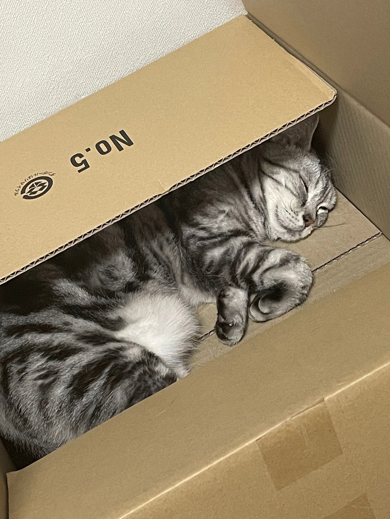 ダンボールにスッポリ。