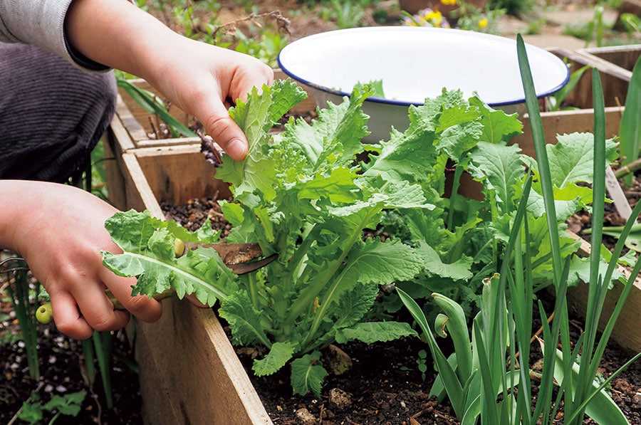 土に植え替えると長く収穫を楽しめる。