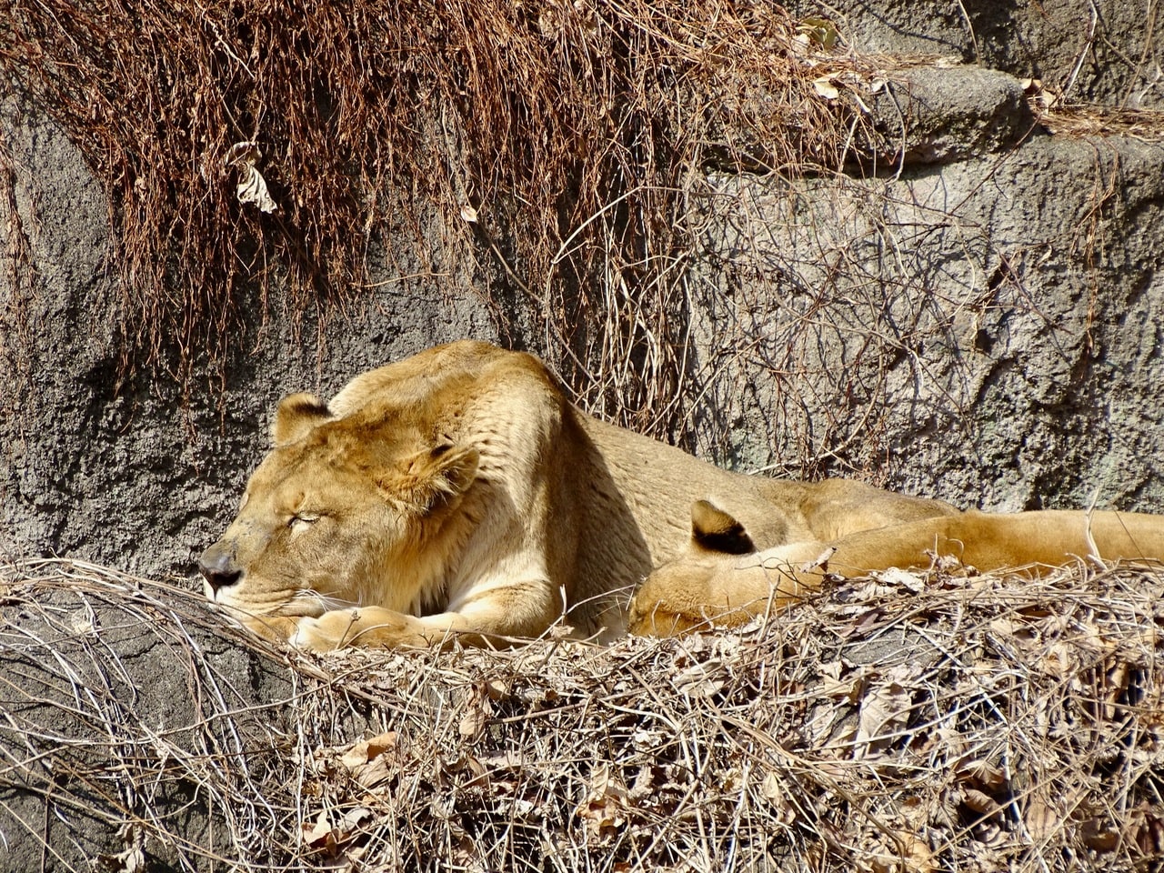 たてがみがなくても風格はさすが。寄り添うサナ。