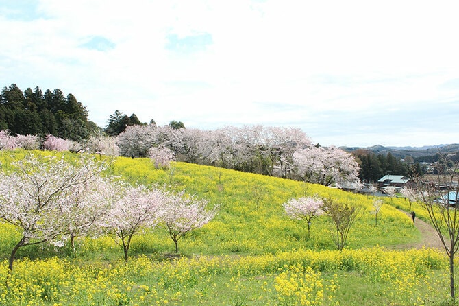 小宅古墳群の菜の花と桜。