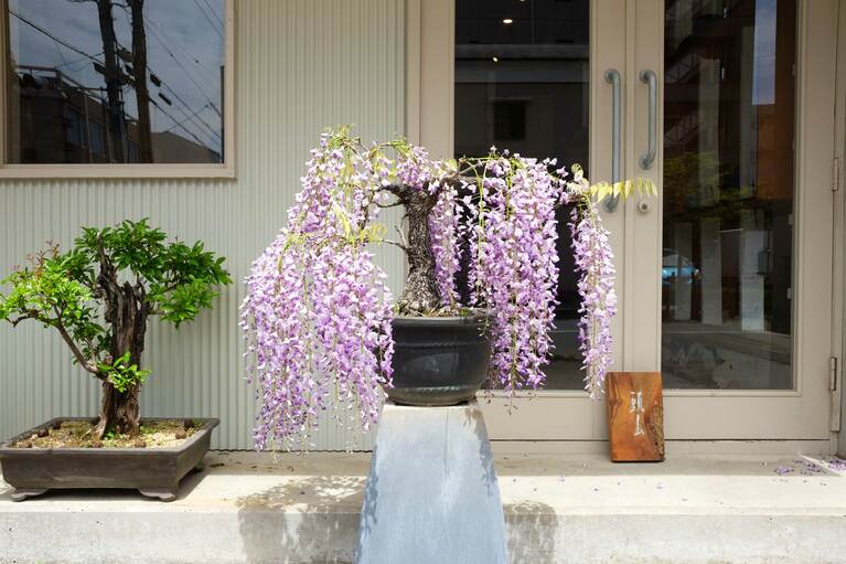 藤。※鉢は仕入れ時のまま