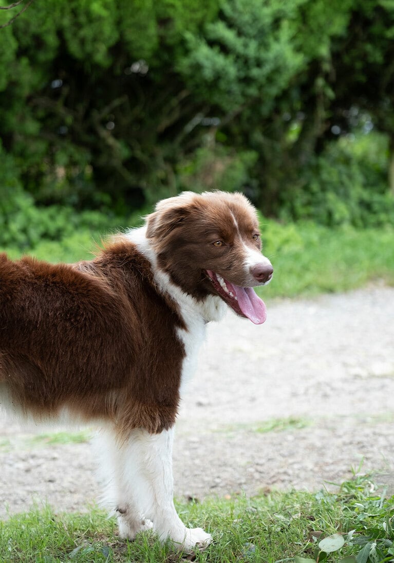 傍らで見守るのは牧羊犬と思いきや、ゲストに愛され馬とも仲良しのペット犬。