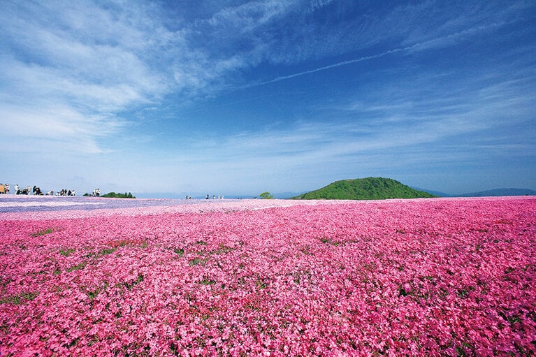 茶臼山高原の芝桜。