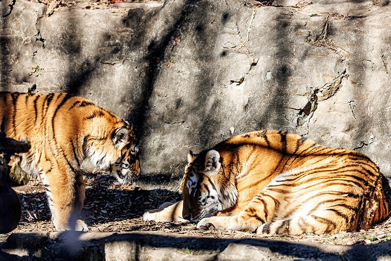 イチに近づいて甘えるフタバ。