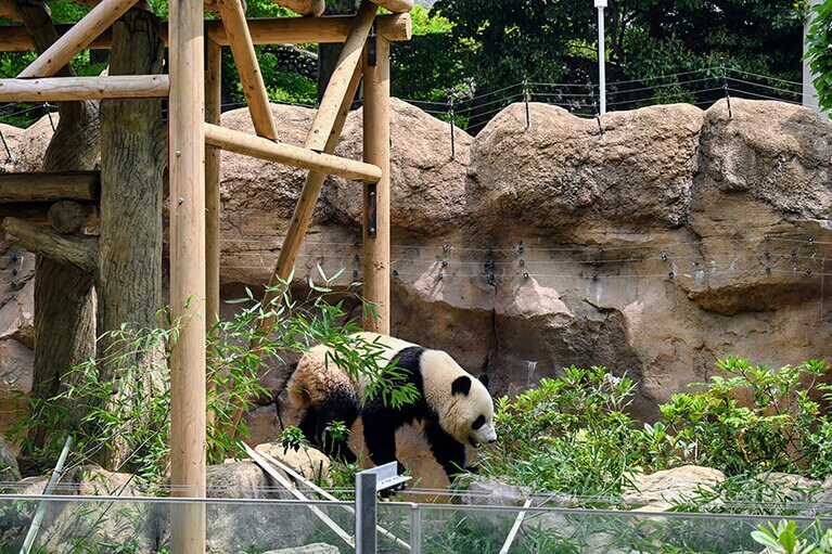やぐらの下から出てきて、岩の上を歩くシャオシャオ。パンダのエリアは、ふるさとの中国・四川省の山岳地帯をモデルに造られている。2024年5月8日（水）。