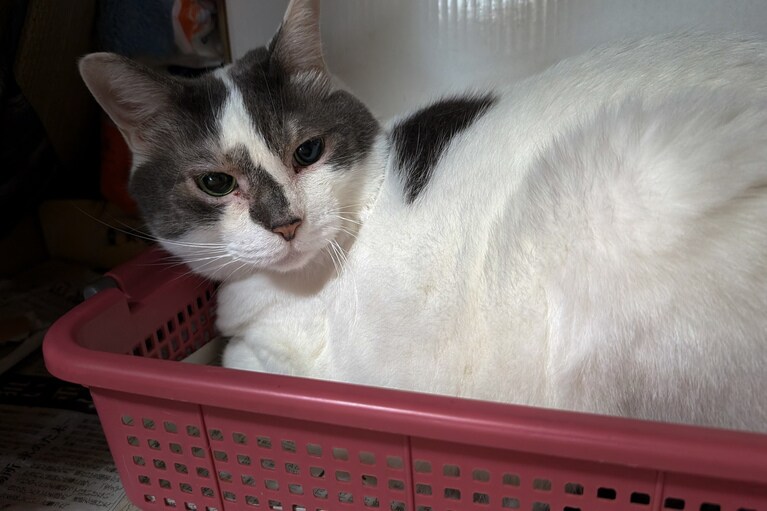 かつお ♂ 8歳。押し入れの中が好きなのですが、更に押し入れのわざわざカゴに入るのか!?　不思議です（くるくるくみこさん）