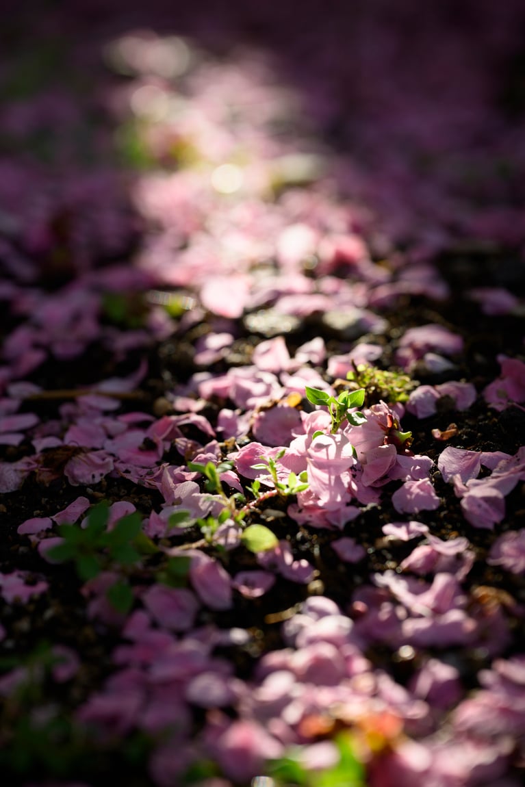 《早春の絶景散歩》紅白の梅の先には瀬戸内海、園内には古墳も！西日本随一の梅の名所「綾部山梅林」へ【兵庫県】